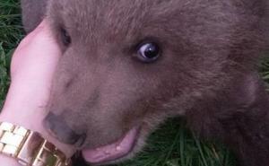 Pratimo slučaj 'medvjedić': Hoće li mališan otići u prihvatilište ili natrag u prirodu