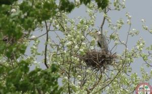 Izgradnjom turističkog kompleksa na vrbaskoj adi uništavaju prirodu 