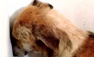 Toliko su je zlostavljali da je danima gledala samo u zid