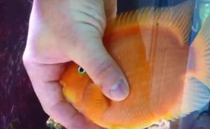 Ovo još niste vidjeli: Riba želi da se 'mazi' i igra s vlasnikom