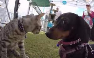 Jedna neustrašiva mačka posjetila je izložbu pasa