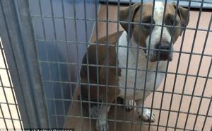 Pas na smrt izgrizao tri dana staru bebu 