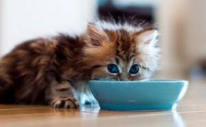 U ovim kafićima mačke mogu biti do 22 sata