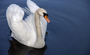 Britanka će letjeti sa labudovima 