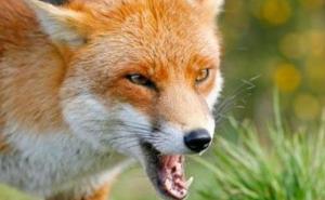 BiH jedna od rijetkih zemalja u kojoj nema slučajeva bjesnila 