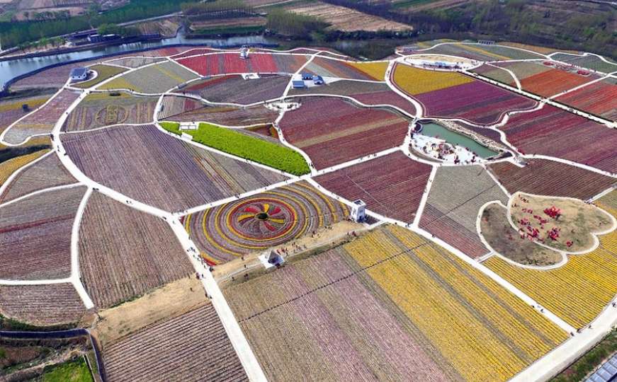 Kineska polja tulipana iz zraka izgledaju magično