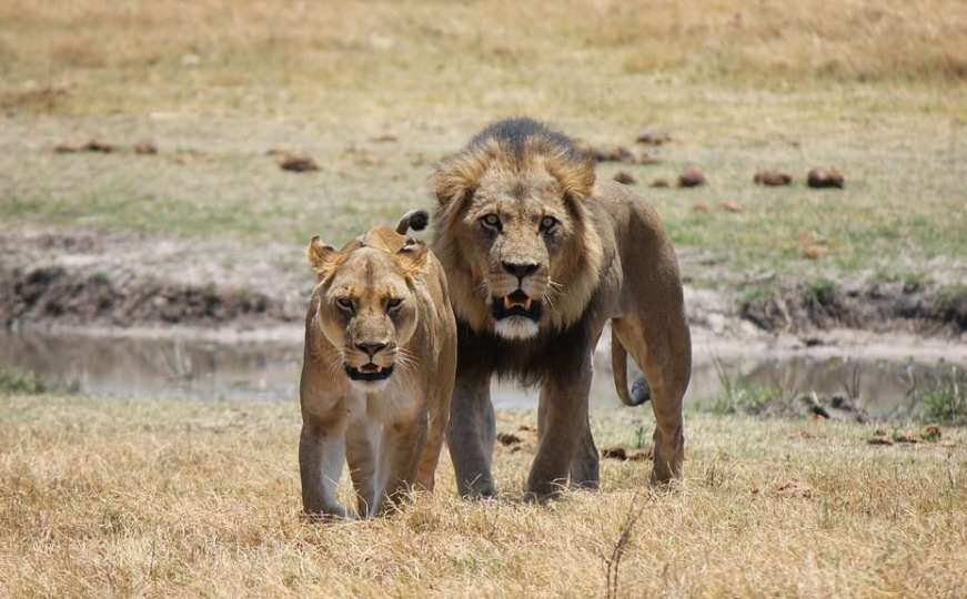 Najveći transport životinja avionom ikada: 33 spašena lava stigla u Afriku 
