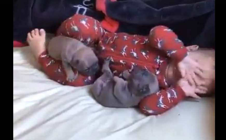 Kad beba i psići pokušavaju zajedno spavati...