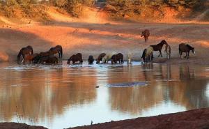 Australija: Objavljen plan za istrebljenje većine divljih konja