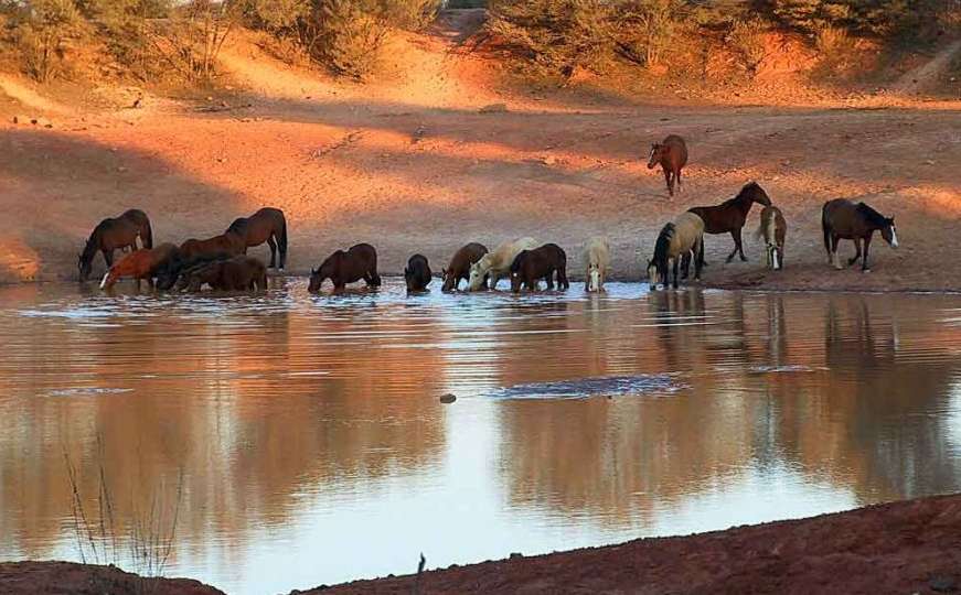 Australija: Objavljen plan za istrebljenje većine divljih konja