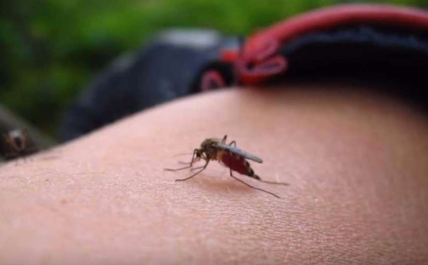 Kako izgleda ubod komarca?