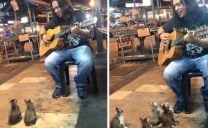 Mačići uživaju u muzičkom nastupu uličnog svirača