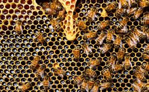 Općina Stari Grad podržava domaćinstva koja se bave pčelarstvom