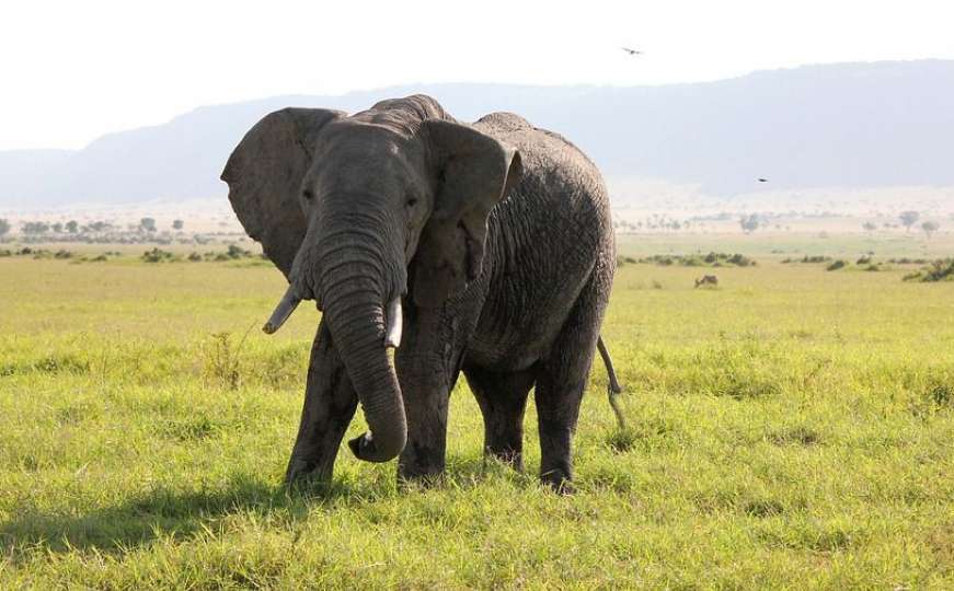 Uživajte u igri nestašne i preslatke slonice 