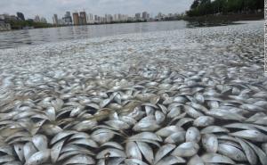 Masovni pomor ribe u Kini: 35 tona mrtve ribe pluta jezerom