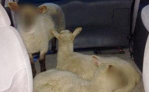 Policija sakrila ovcama lica kako bi ih 'zaštitila'