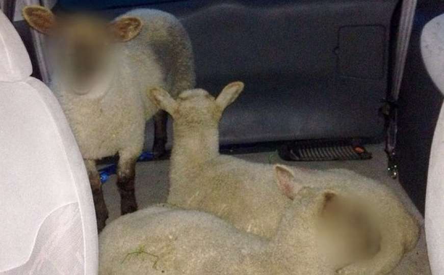 Policija sakrila ovcama lica kako bi ih 'zaštitila'