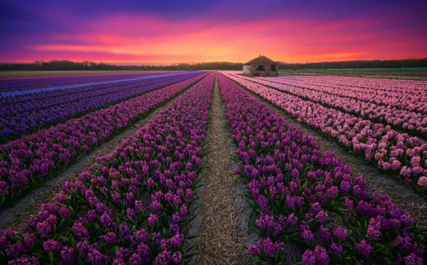 Odmorite oči uz prelijepe krajolike Holandije