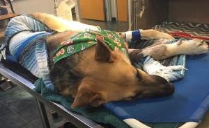 Riskirao život da spasi sedmogodišnju djevojčicu od otrovne zmije