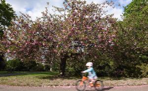 Proljeće: Cvjetovi japanske trešnje ukrasili šetnicu Greenwich parka