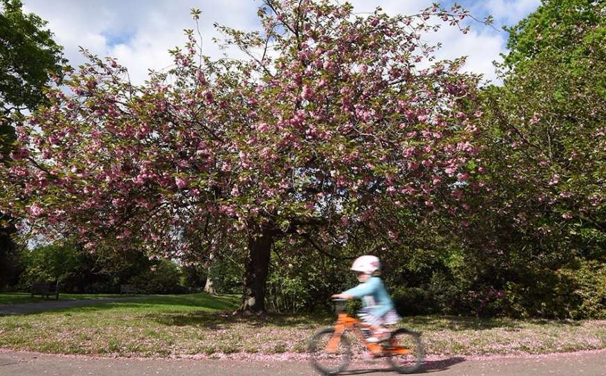 Proljeće: Cvjetovi japanske trešnje ukrasili šetnicu Greenwich parka