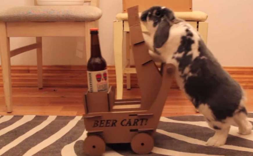 Ni pas, ni mačka, ni hrčak: Idealni kućni ljubimac je zec koji vam donosi pivo