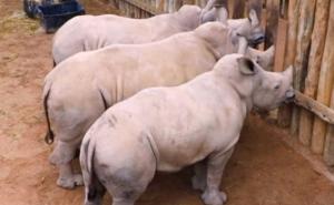 Bebe nosorozi plaču kad im nestane mlijeka