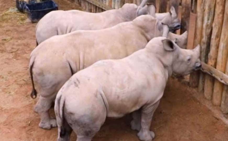 Bebe nosorozi plaču kad im nestane mlijeka