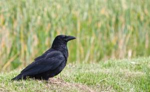 Sve više napada vrana u glavnom bh. gradu