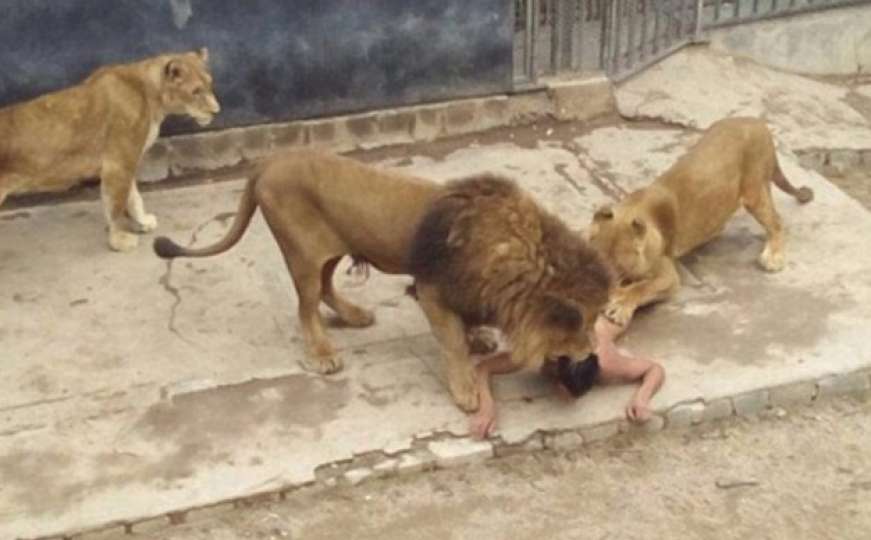 Uznemirujuće fotografije: Čovjek se želio ubiti skočivši u kavez s lavovima