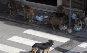 U prva tri mjeseca sa sarajevskih ulica sklonjeno 119 agresivnih pasa
