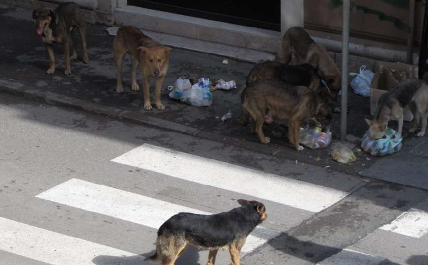 U prva tri mjeseca sa sarajevskih ulica sklonjeno 119 agresivnih pasa