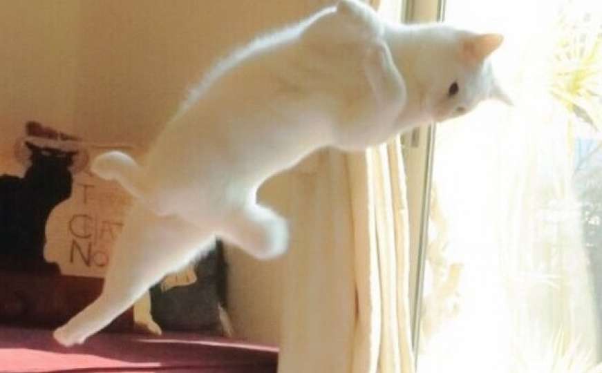 Maca pleše balet kao da je niko ne vidi