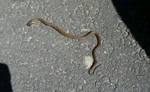 Građani ubili zmiju u haustoru na Ciglanama 