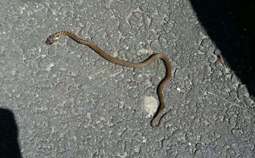 Građani ubili zmiju u haustoru na Ciglanama 