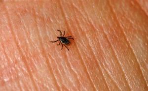 Šta učiniti kada uočite krpelja na koži