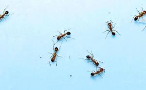 Kako se riješiti mrava iz kuće – bez hemikalija