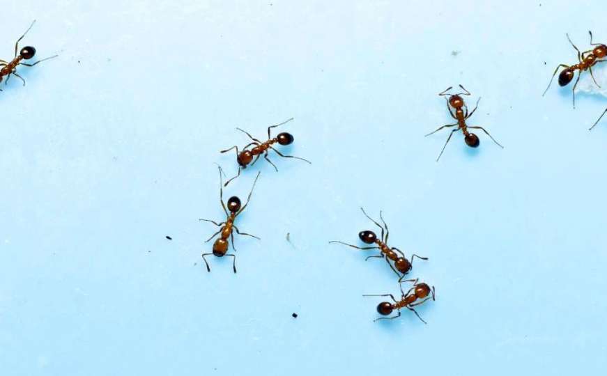 Kako se riješiti mrava iz kuće – bez hemikalija
