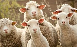 Stado ovaca paslo marihuanu i izazvalo haos u selu