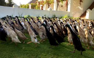 Hiljadu patkica, jedna misija