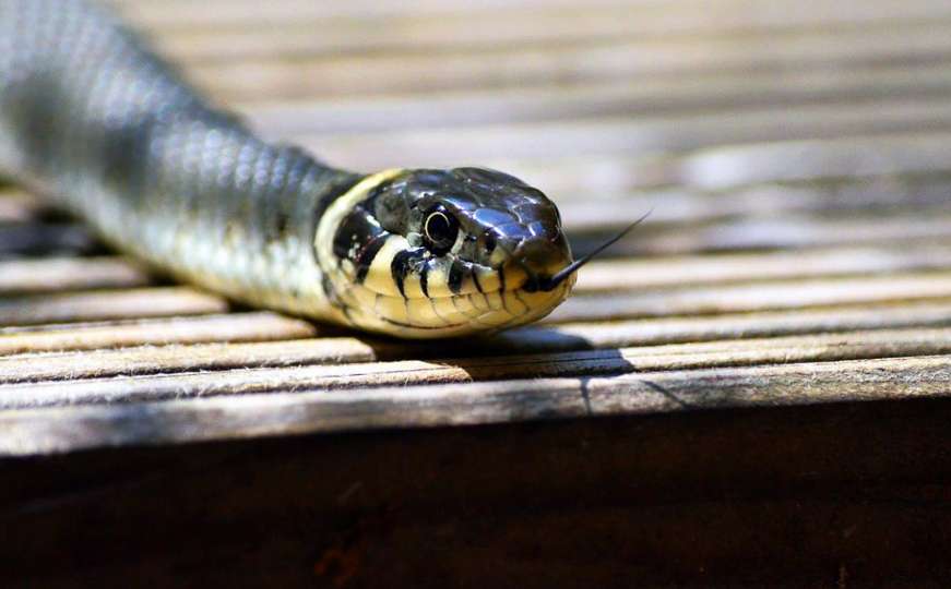 Vidjeli ste zmiju u Sarajevu? Koga nazvati i šta uraditi