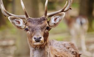 Jelen koji je odlučio da se osveti lovcu