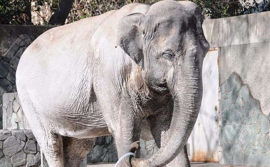 Uginula Hanako, najusamljenija slonica na svijetu