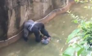 Pogledajte dramu u zoološkom vrtu: Gorila usmrćena nakon što je vukla dječaka