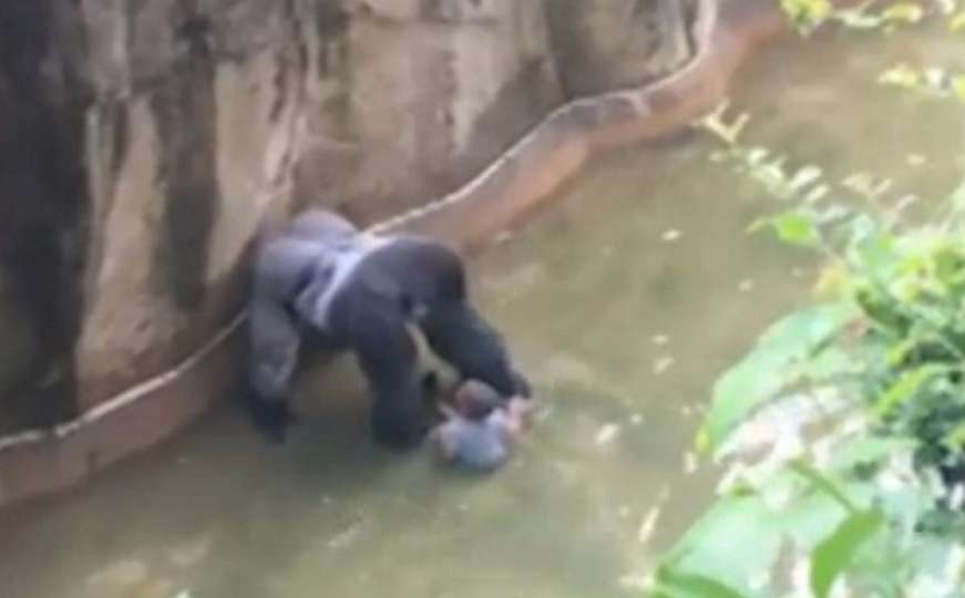 Pogledajte dramu u zoološkom vrtu: Gorila usmrćena nakon što je vukla dječaka