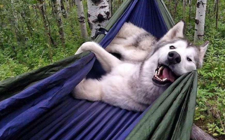 Upoznajte najsretnijeg psa na svijetu, Lokija