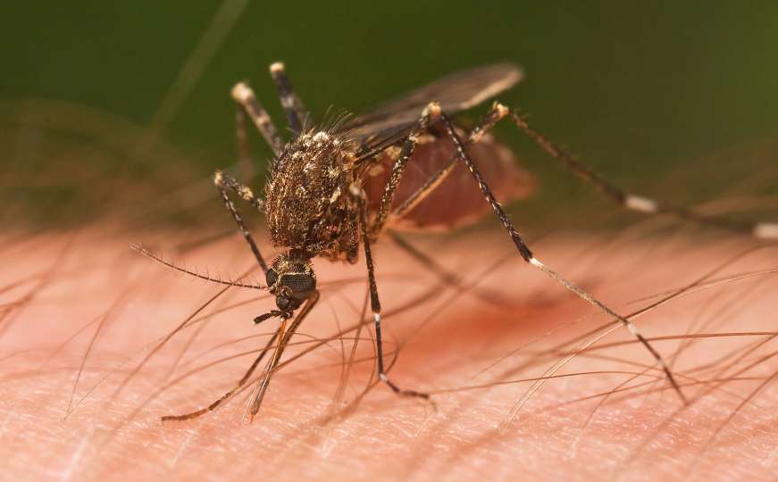 Gdje u BiH ima komaraca koji prenose Zika virus?
