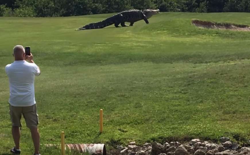 'Ažbaha' uživo: Džinovski aligator na golf terenu