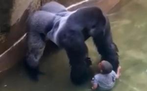 Pravda za Harambea: Gorila je štitila dječaka?