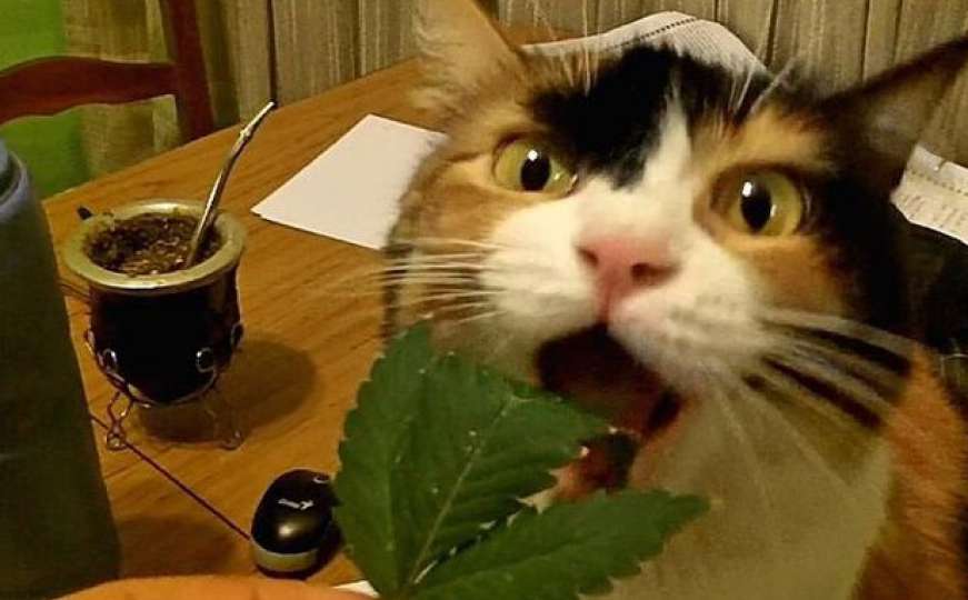 Ova maca baš voli marihuanu